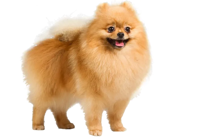 博美小狗动物