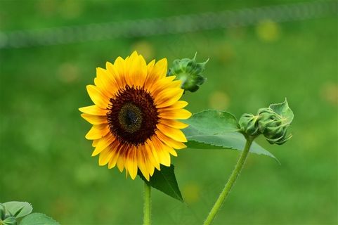 向日葵特写高清图片