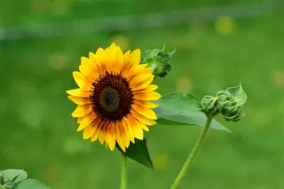 向日葵特写高清图片