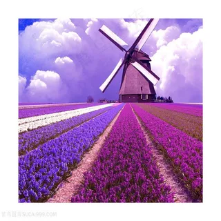 唯美薰衣草风车花卉风景画