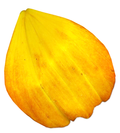 花瓣花朵免扣图片 