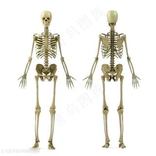 人体骨骼骨架高清图片