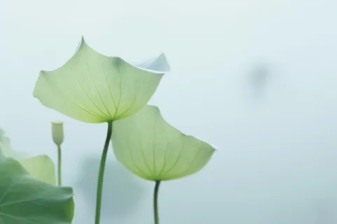 荷叶简约清新淡绿色背景