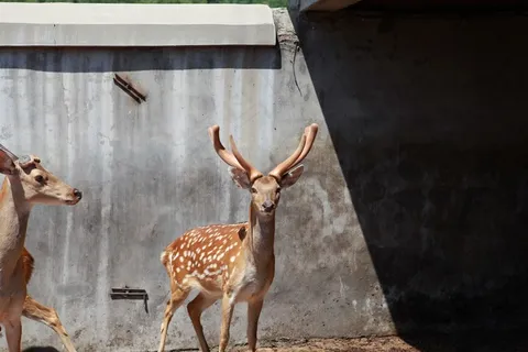 鹿圈里的梅花鹿 鹿圈里的梅花鹿