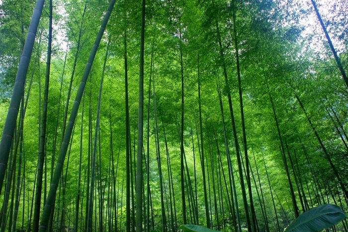 高清竹海风景图片