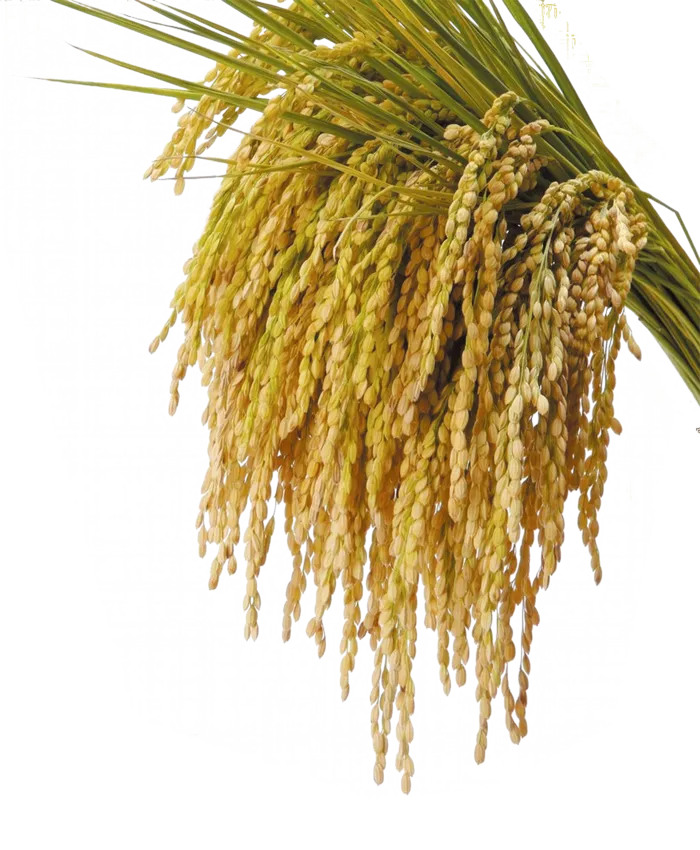 饱满水稻免抠psd模版下载