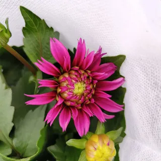 花卉绿植园艺大丽花玫红3