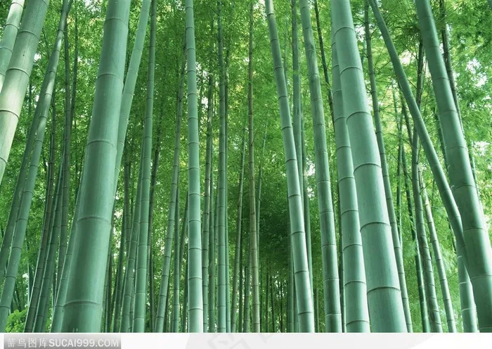 四季花木-笔直的竹子