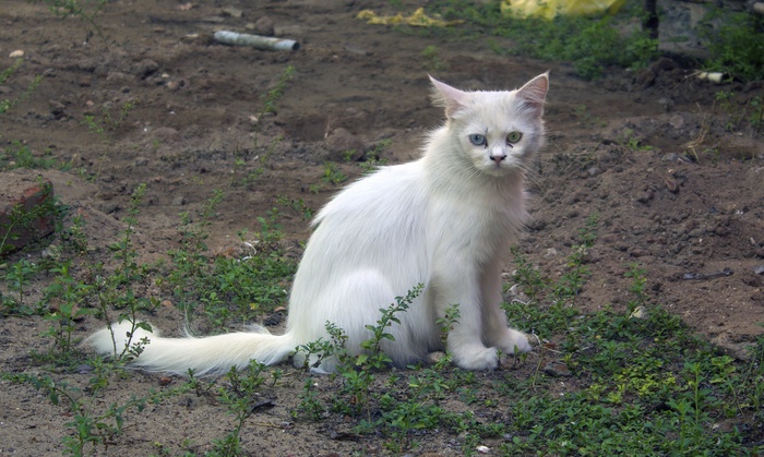 一只白色野猫图片