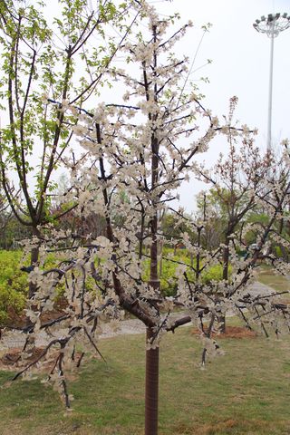公园假花假树