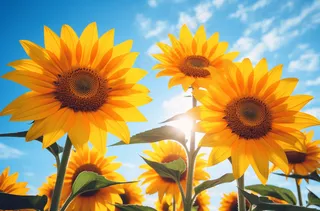 向日葵花海摄影图