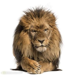 正在打盹想要睡觉的狮子