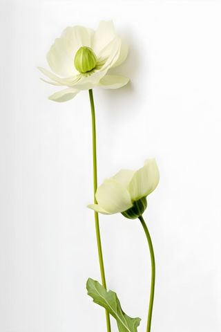 荷叶白色简约背景