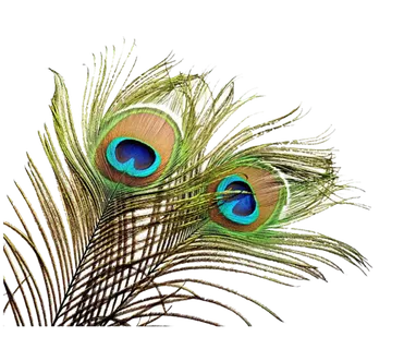 孔雀尾巴羽毛