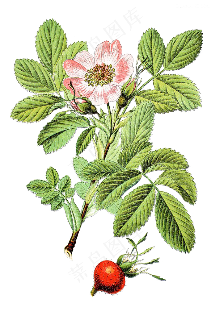 手绘草本中药药材