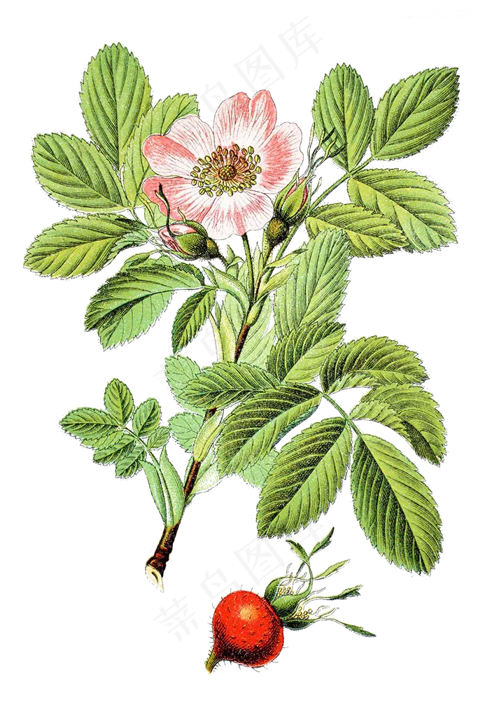 手绘草本中药药材