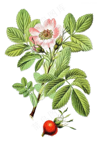 手绘草本中药药材