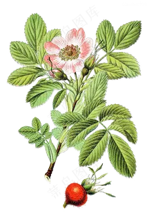 手绘草本中药药材 手绘草本中药药材