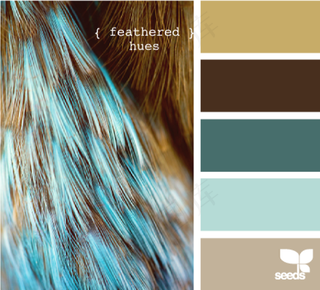 家禽鸟类配色色卡色彩搭配