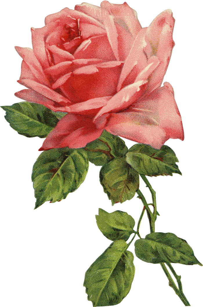 古典花卉png免扣素材