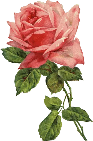 古典花卉png免扣素材