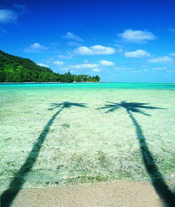清澈海水水面上的椰树投影