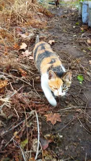 可爱的猫咪图片