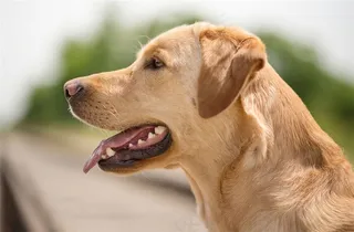 金毛狗狗侧面摄影高清图片狗狗图片