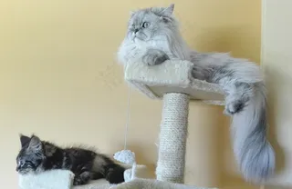 波斯长毛猫图片