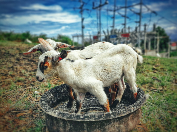 两只小山羊图片