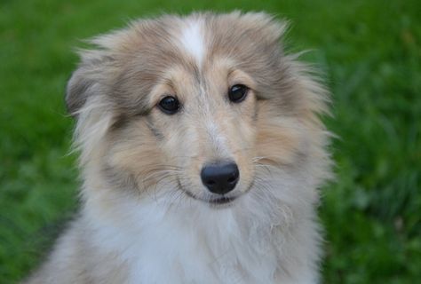 可爱牧羊犬头像图片 可爱牧羊犬头像图片