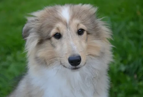 可爱牧羊犬头像图片 可爱牧羊犬头像图片