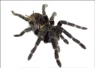 蜘蛛PNG图像免抠