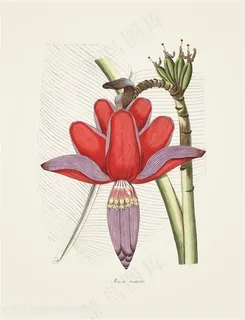 唯美莲花花卉绿色装饰画插画