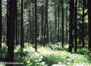 阳光白桦林树林高清风景图片