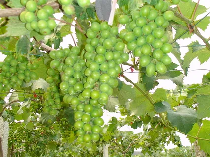 葡萄水果素材图片下载