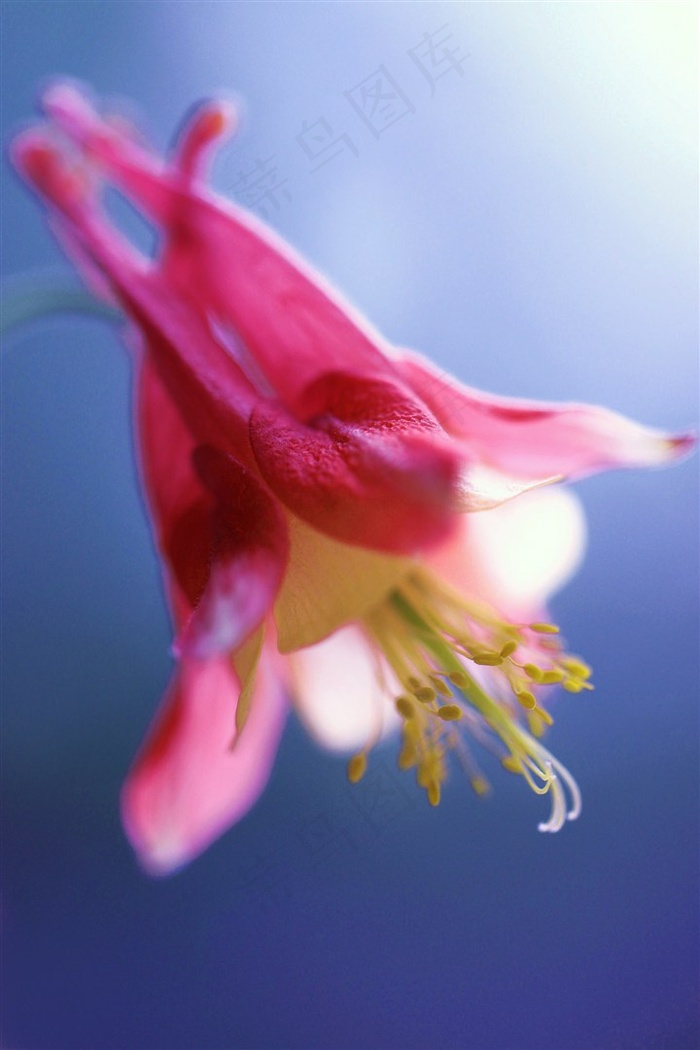 唯美粉色花蕊鲜花图片