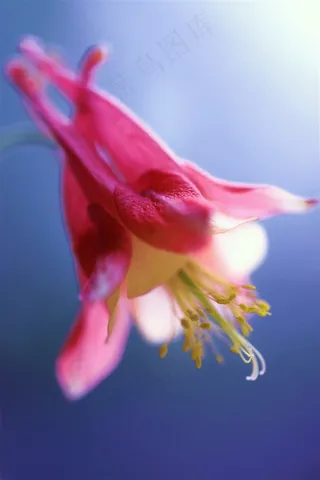 唯美粉色花蕊鲜花图片