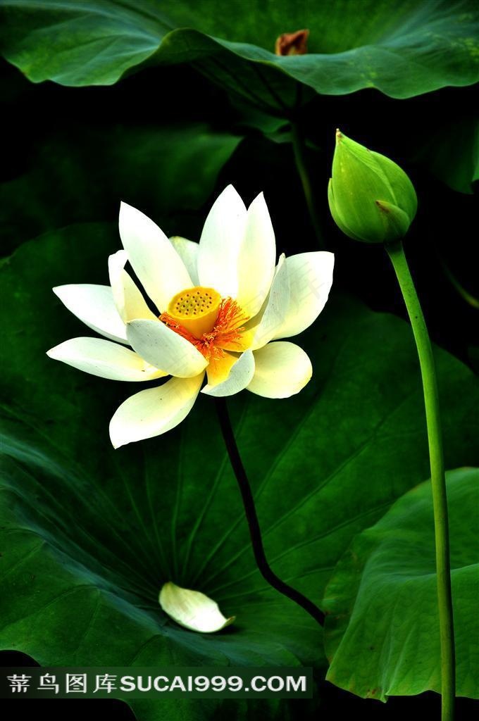 长大后我就成了你