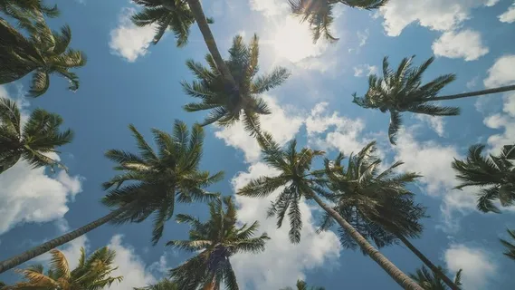 棕榈树被风吹动，低景