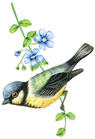 简约风手绘素描动画小鸟鸟儿免扣PNG图片素材