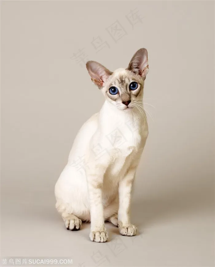 宠物世家-白色的小猫