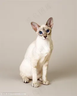 宠物世家-白色的小猫 宠物世家-白色的小猫