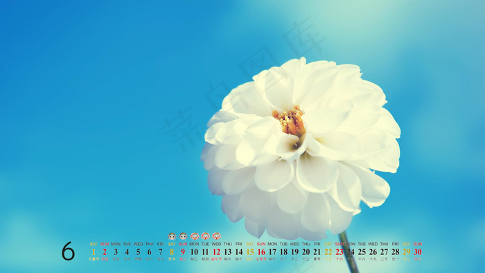 一朵大白花