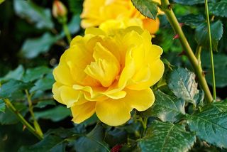 艳丽黄玫瑰花朵图片