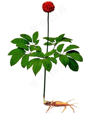 手绘草本中药药材