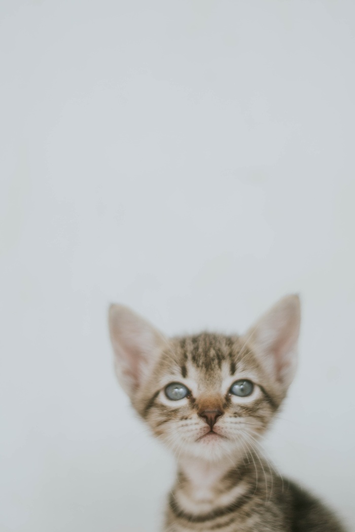 可爱猫咪猫猫摄影素材
