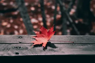 秋天红色的枫叶掉落在木围栏上摄影图