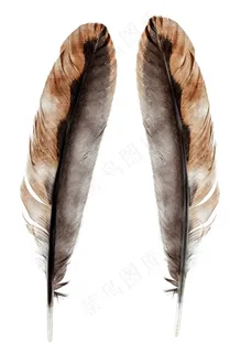 两根灰色渐变的羽毛高清图片