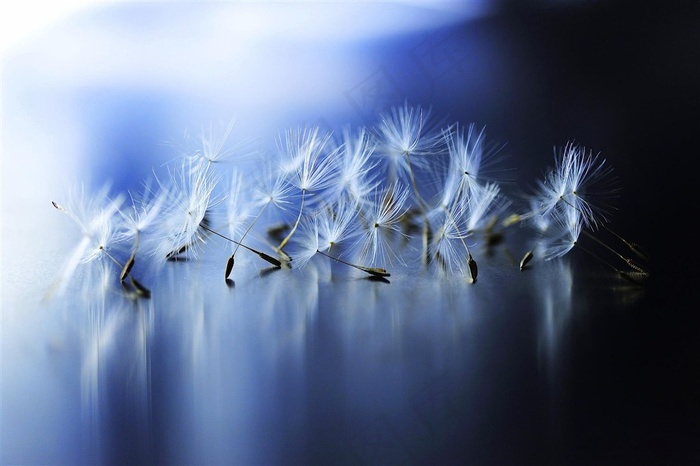 唯美梦幻蒲公英鲜花图片